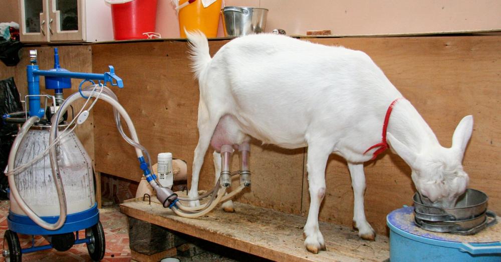 A white goat stands on a raised platform, eating as a machine milks it. The milking equipment includes a clear bucket.
