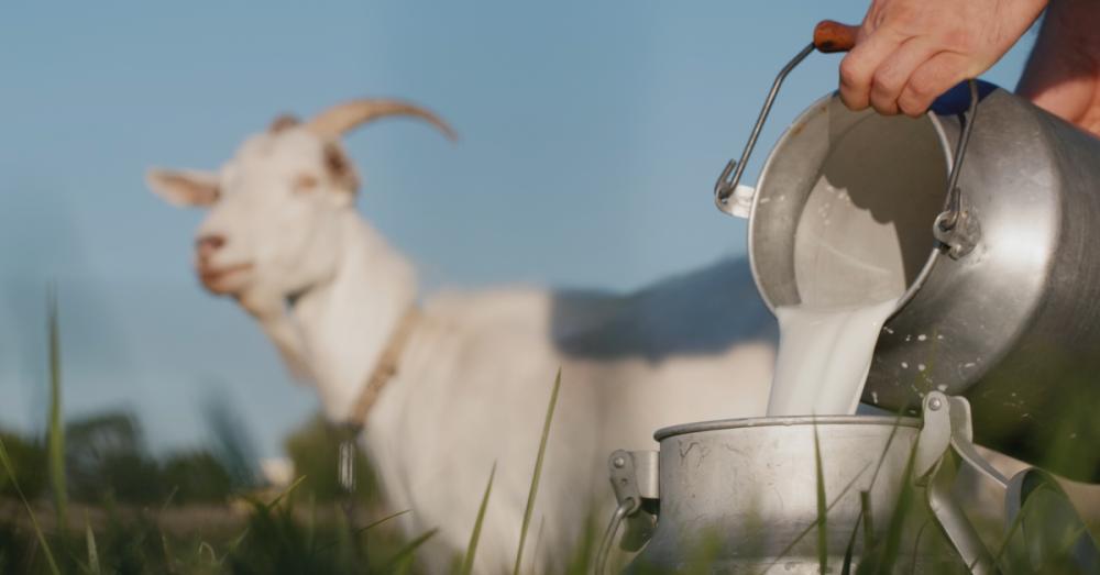 In a grassy and sunny place, a person pours milk from one metal milk can to another. A goat stands in the background.