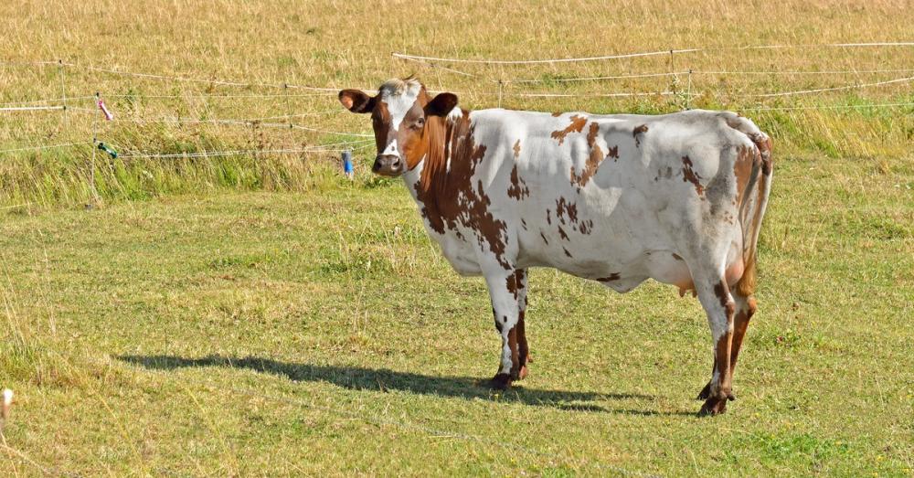 A red and white Ayrshire cow is in a field with its back facing the sun. Past the cow, tall grass grows behind a fence.