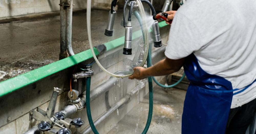 A milking machine is hanging up in an empty milk parlor. A worker holds a milking tube and hoses it clean.