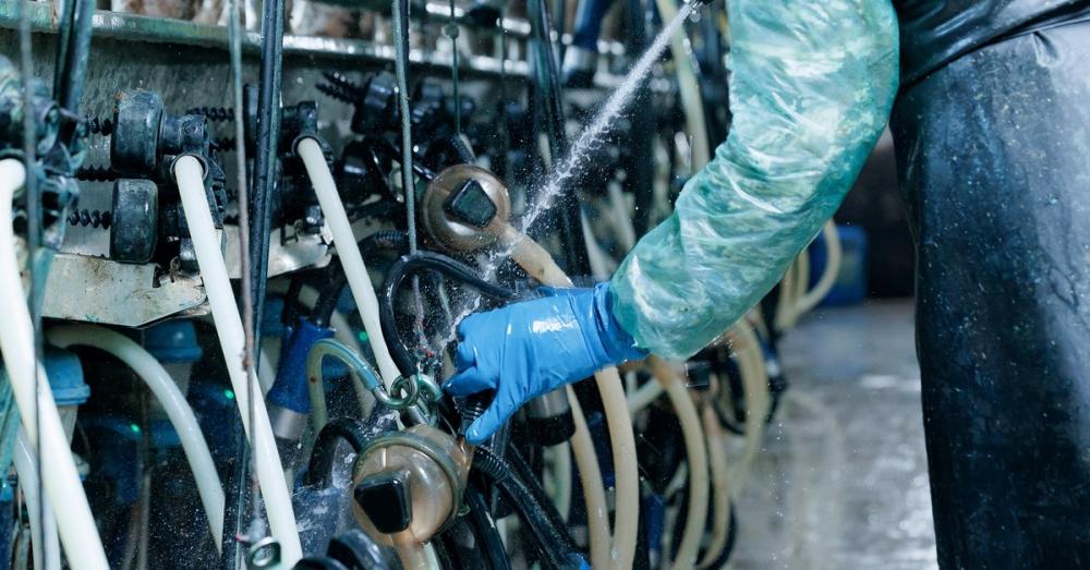 A close-up of a worker in protective gear cleaning industrial vacuum milking equipment with a water hose.