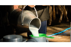 A farmer pours milk from one metal milk jug into another. The second jug has a green filter over the opening.
