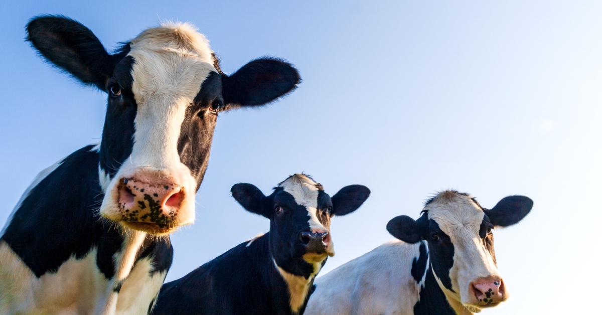 Three black and white Holstein cows gaze downward at the viewer. The sky is blue and the sun shines on the cows.