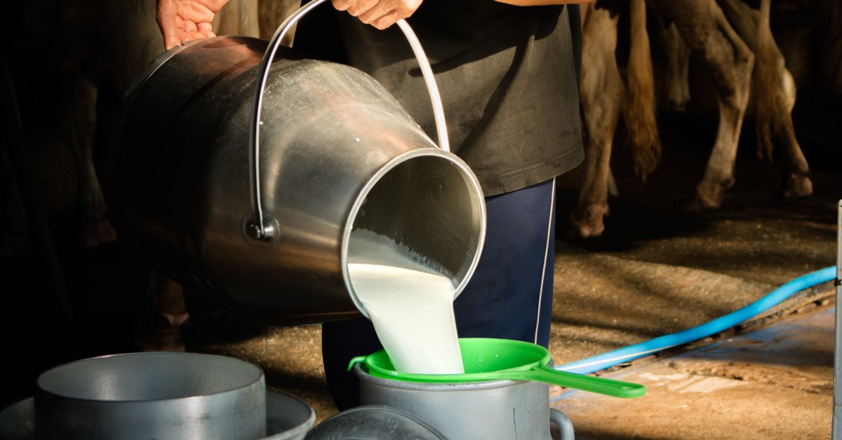 A farmer pours milk from one metal milk jug into another. The second jug has a green filter over the opening.
