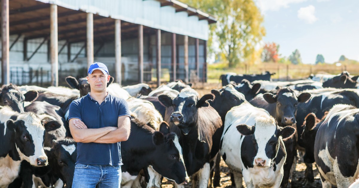 A farmer stands outside in front of a herd of black-and-white cows. They are near a steel building on a sunny day.