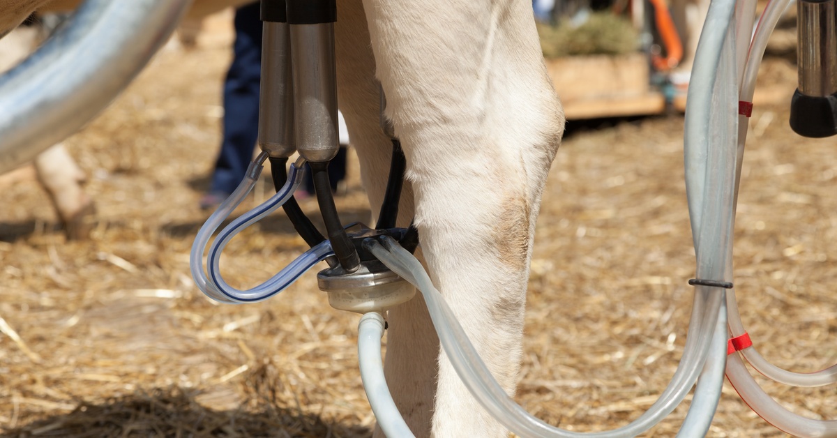 A milking claw attached to the udders of a cow with transparent tubes connected to the machine leading to the side.