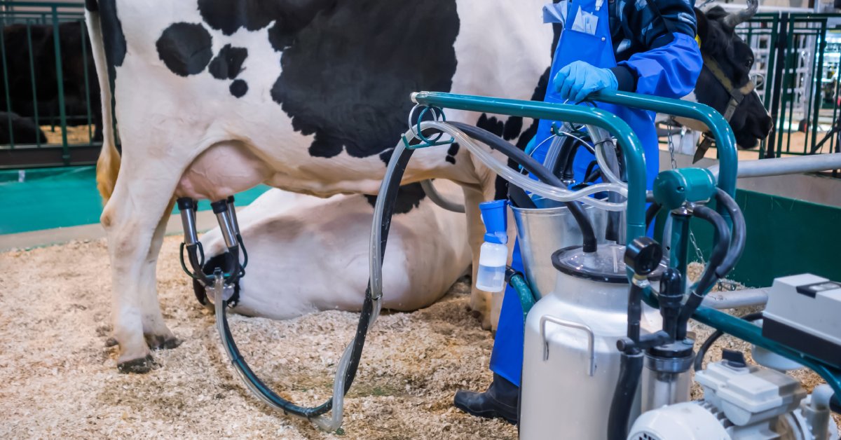 A worker observes a cow being milked by a machine. The milking claw assembly is securely attached to the cow's teats.