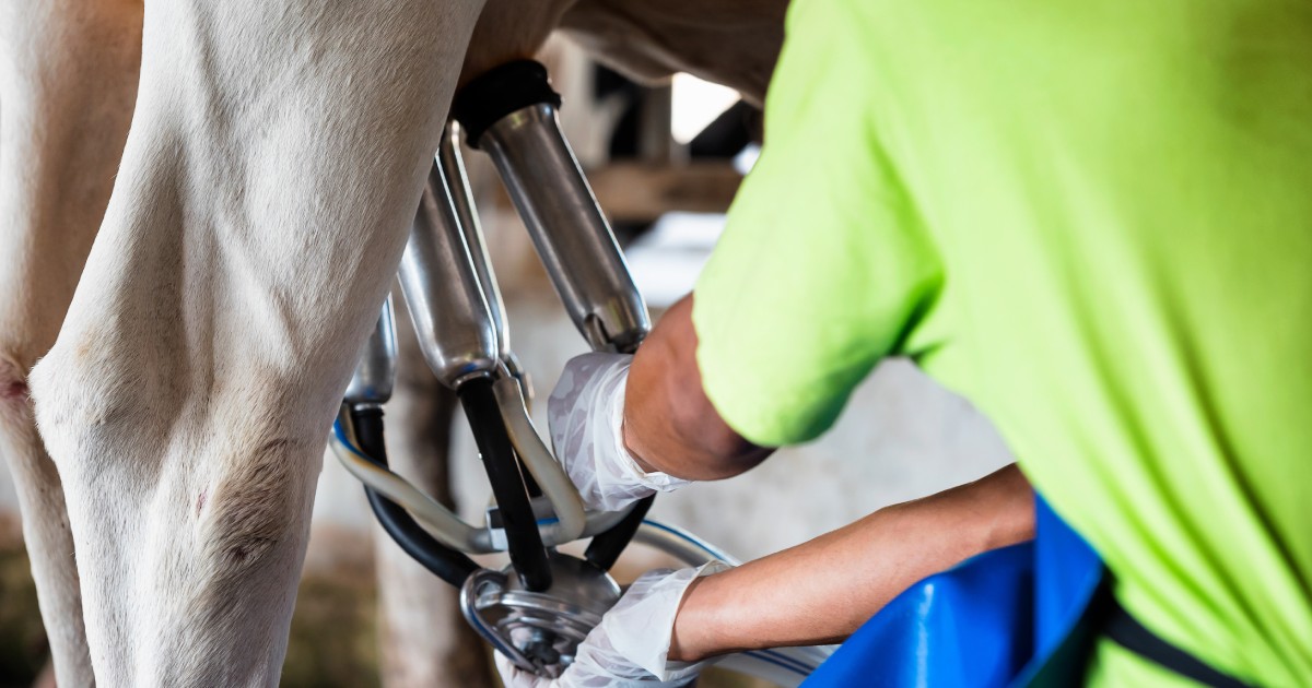 Close-up of a worker wearing gloves and an apron as they adjust a milking cluster teat cup attached to an animal.