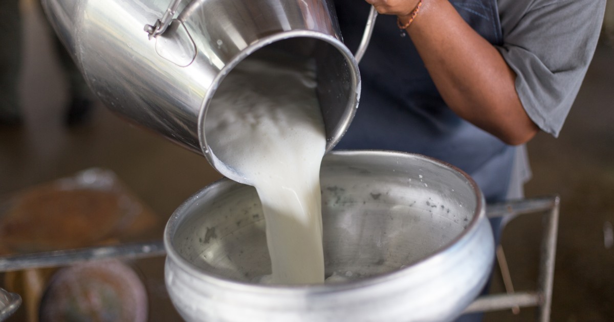 A worker pours milk from one metal container into a larger metal funnel. The milk is bright white and thick.